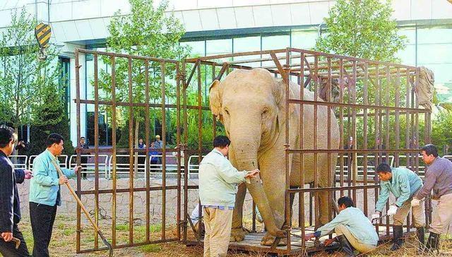 大象传媒软件下载（大象传媒软件下载苹果版）-第4张图片-欧易下载