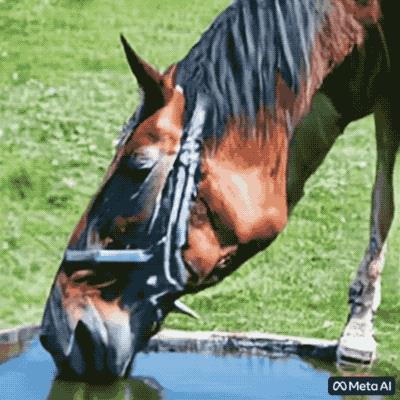 chat down,chatplus-第5张图片-欧易下载