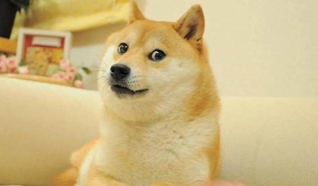 什么是“迷因币”？投资新宠「佩佩蛙币」席卷币圈-第3张图片-欧易下载